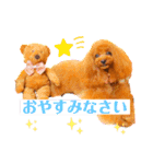 トイプードル ぷりんのスタンプ6（個別スタンプ：9）