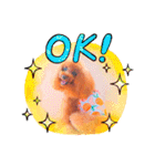 トイプードル ぷりんのスタンプ6（個別スタンプ：18）