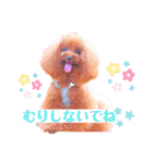 トイプードル ぷりんのスタンプ6（個別スタンプ：21）