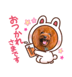 トイプードル ぷりんのスタンプ6（個別スタンプ：27）