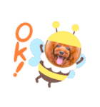 トイプードル ぷりんのスタンプ6（個別スタンプ：31）