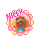 トイプードル ぷりんのスタンプ6（個別スタンプ：32）