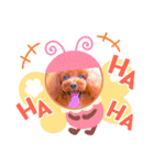 トイプードル ぷりんのスタンプ6（個別スタンプ：33）