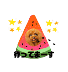 トイプードル ぷりんのスタンプ6（個別スタンプ：35）