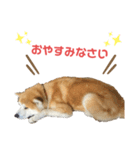 すえきち（個別スタンプ：8）