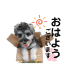 シュナウザーごま 敬語（個別スタンプ：1）