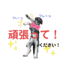 シュナウザーごま 敬語（個別スタンプ：3）