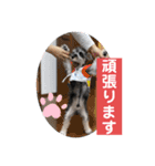 シュナウザーごま 敬語（個別スタンプ：4）