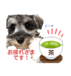 シュナウザーごま 敬語（個別スタンプ：5）