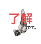 シュナウザーごま 敬語（個別スタンプ：6）