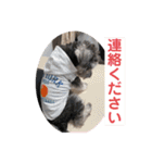 シュナウザーごま 敬語（個別スタンプ：10）