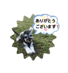 シュナウザーごま 敬語（個別スタンプ：11）
