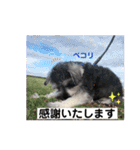 シュナウザーごま 敬語（個別スタンプ：12）