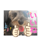 シュナウザーごま 敬語（個別スタンプ：13）