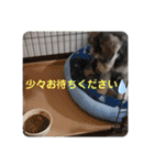 シュナウザーごま 敬語（個別スタンプ：16）