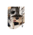シュナウザーごま 敬語（個別スタンプ：18）
