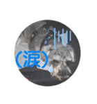 シュナウザーごま 敬語（個別スタンプ：24）