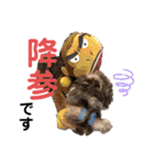 シュナウザーごま 敬語（個別スタンプ：25）