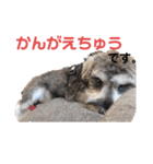 シュナウザーごま 敬語（個別スタンプ：26）