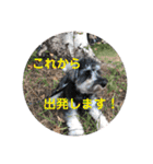 シュナウザーごま 敬語（個別スタンプ：27）