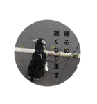 シュナウザーごま 敬語（個別スタンプ：28）