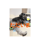 シュナウザーごま 敬語（個別スタンプ：30）
