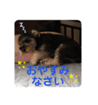 シュナウザーごま 敬語（個別スタンプ：31）
