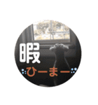 シュナウザーごま 敬語（個別スタンプ：33）