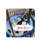シュナウザーごま 敬語（個別スタンプ：39）