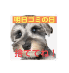シュナウザーごま 敬語（個別スタンプ：40）