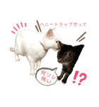 ネコ団欒3（個別スタンプ：1）