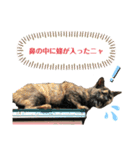 ネコ団欒3（個別スタンプ：2）