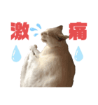 ネコ団欒3（個別スタンプ：3）
