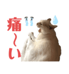 ネコ団欒3（個別スタンプ：4）