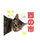ネコ団欒3（個別スタンプ：6）