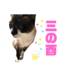 ネコ団欒3（個別スタンプ：9）