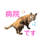 ネコ団欒3（個別スタンプ：10）