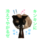 ネコ団欒3（個別スタンプ：11）