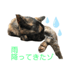 ネコ団欒3（個別スタンプ：13）