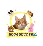 Ginger Tabby Cat Brothers 9（個別スタンプ：1）