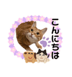 Ginger Tabby Cat Brothers 9（個別スタンプ：6）