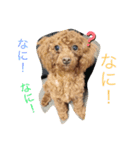 ワンの1日（個別スタンプ：1）
