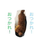 ワンの1日（個別スタンプ：4）
