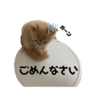 きなこ日記☆（個別スタンプ：4）