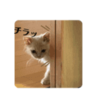きなこ日記☆（個別スタンプ：7）