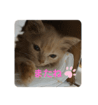 きなこ日記☆（個別スタンプ：13）