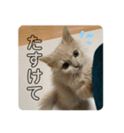 きなこ日記☆（個別スタンプ：15）