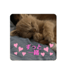 きなこ日記☆（個別スタンプ：16）