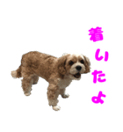ナッツ＆ローズ（個別スタンプ：5）