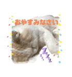 猫 だーい好き（個別スタンプ：1）